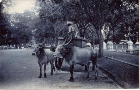 ox water cart